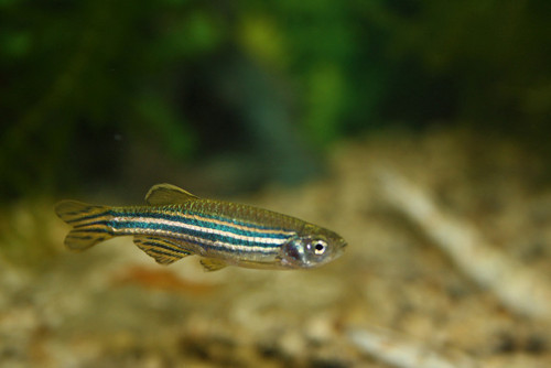 zebra-fish