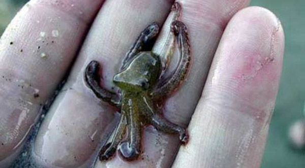 worlds-smallest-octopus