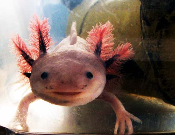axolotlus4