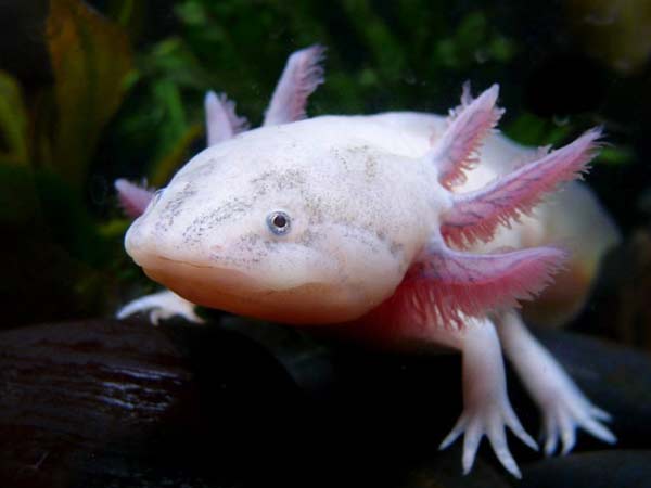 axolotlus5